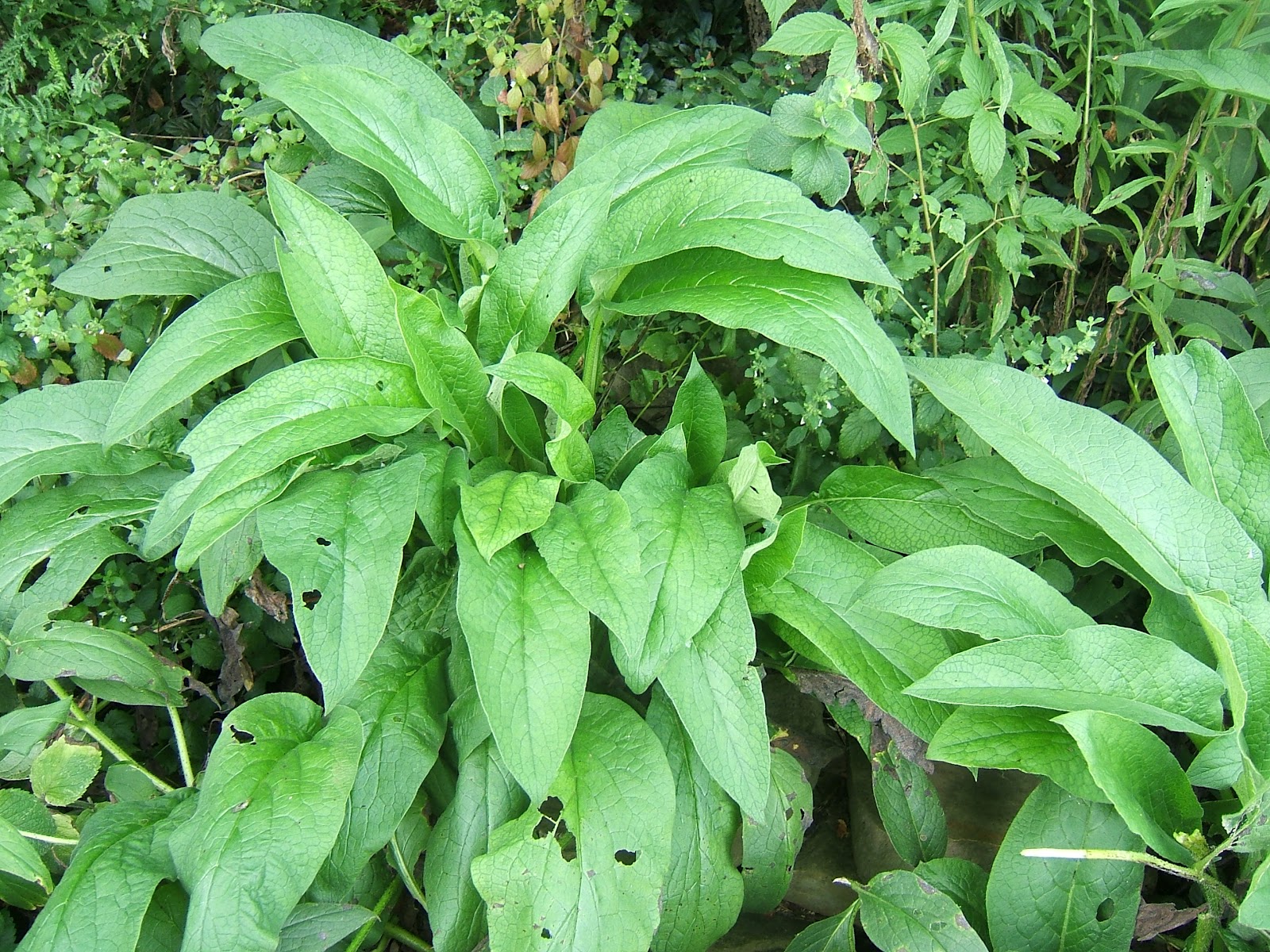 Comfrey and ChickensA Good Idea? Community Chickens