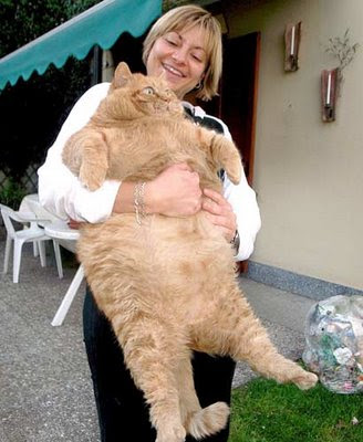 Huge Cat