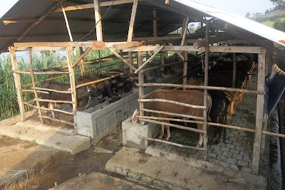 harga sapi qurban kurban kambing 2013 kandang atas harga sapi qurban kurban kambing 2013 kandang atas