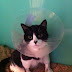 When the love of someone else's cat overcomes money considerations