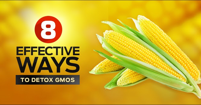 How Does It Take To Detox From Gmos 8 effective ways to detox gmos endoriot How Does It Take To Detox From Gmos 8 effective ways to detox gmos endoriot