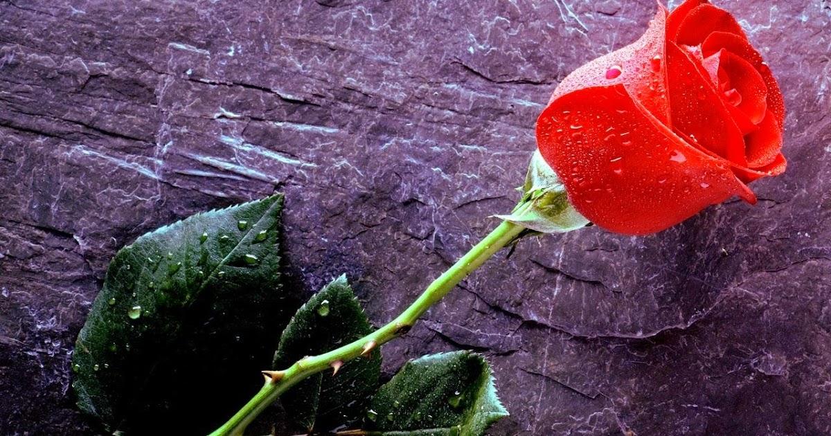 Chi sono Io? - Alle Radici dell'Uomo: Perché le rose sono ...