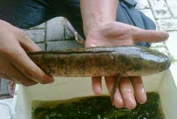 Manfaat Khasiat daging Ikan kutuk / Gabus