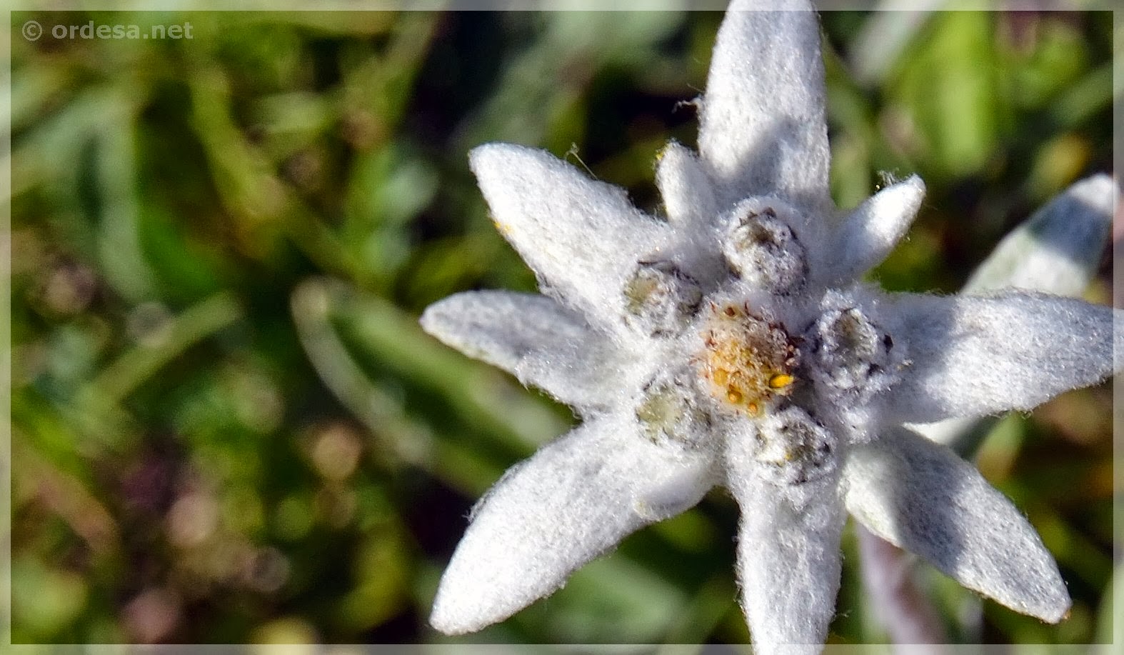 Edelweiss