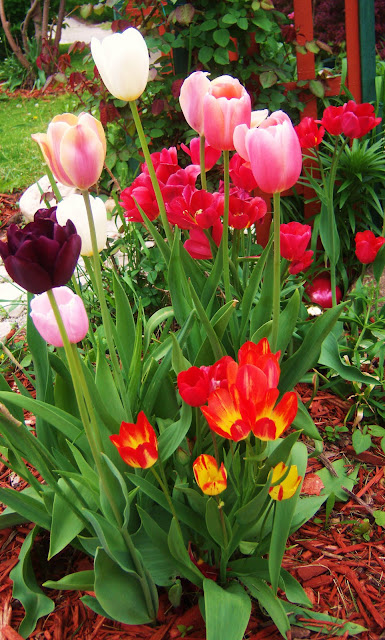 Suzy Homefaker: RECYCLED GARDEN WEED BARRIER