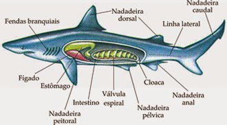 Bio Lounge: CHONDRICHTHYES - Peixes Cartilaginosos