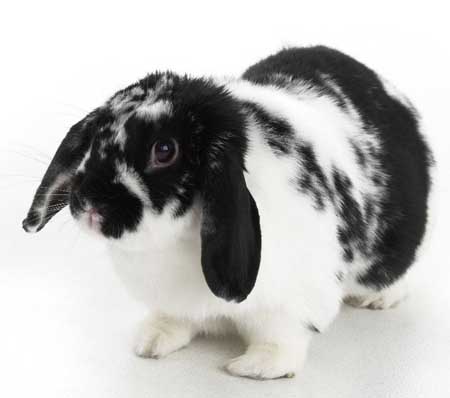 Most Popular Best Pets In The World - Rabbits Most Popular Best Pets In The World - Rabbits