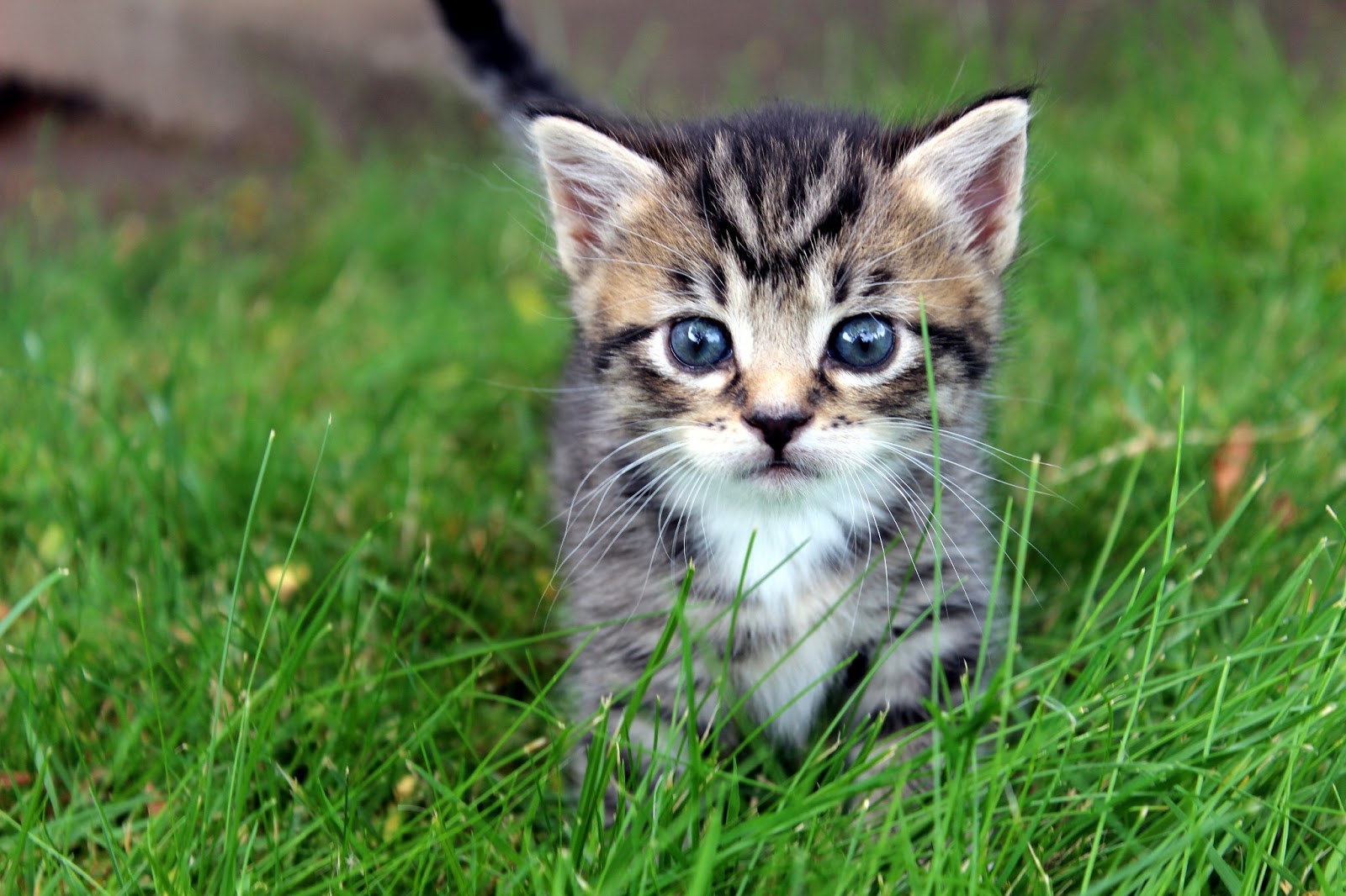 A Homestead on a Hill: Kittens 101: Weeks 3 and 4