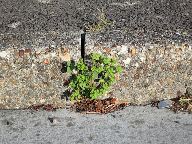 Small Petty Spurge (Euphorbia peplus) plant growing between pavement edging blocks in kerb.