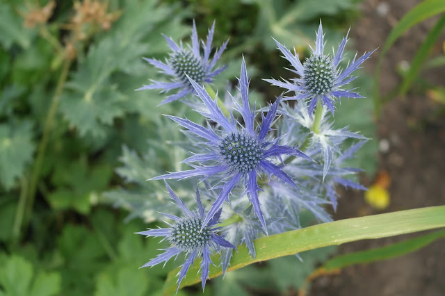 Mit lille gods: mine skønne blå blomster !!!