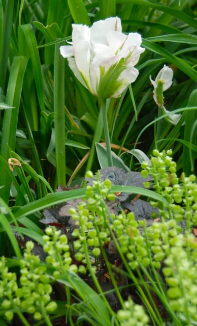 The petals of Tulip 'China Town' get more creamy than pink as they mature. The seed heads of grape hyacinths, Muscari armenicum, are at their feet, along with dark-leaved Heuchera 'Palace Purple.' The petals of Tulip 'China Town' get more creamy than pink as they mature. The seed heads of grape hyacinths, Muscari armenicum, are at their feet, along with dark-leaved Heuchera 'Palace Purple.'
