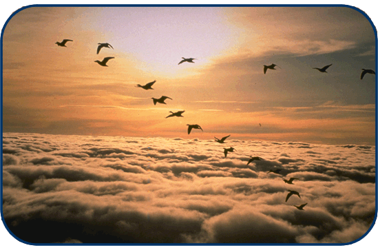 V Of Geese