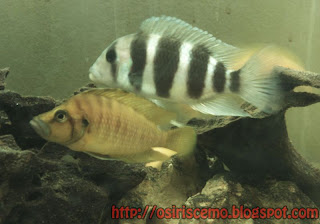 Frontosa-Calvus frontosa_calvus