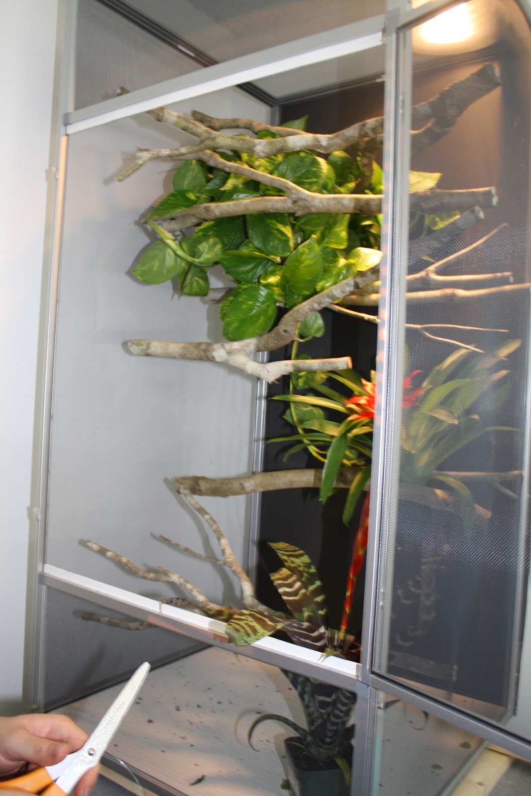 My Chameleon Room & Cages Much Ado About Chameleons
