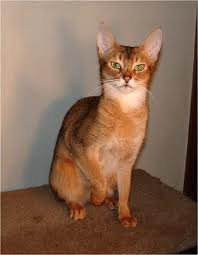 ruddy abyssinian cat for sale - Tawny - Usual