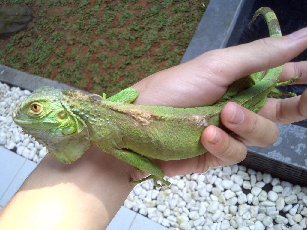 iguana berkembang biak dengan cara