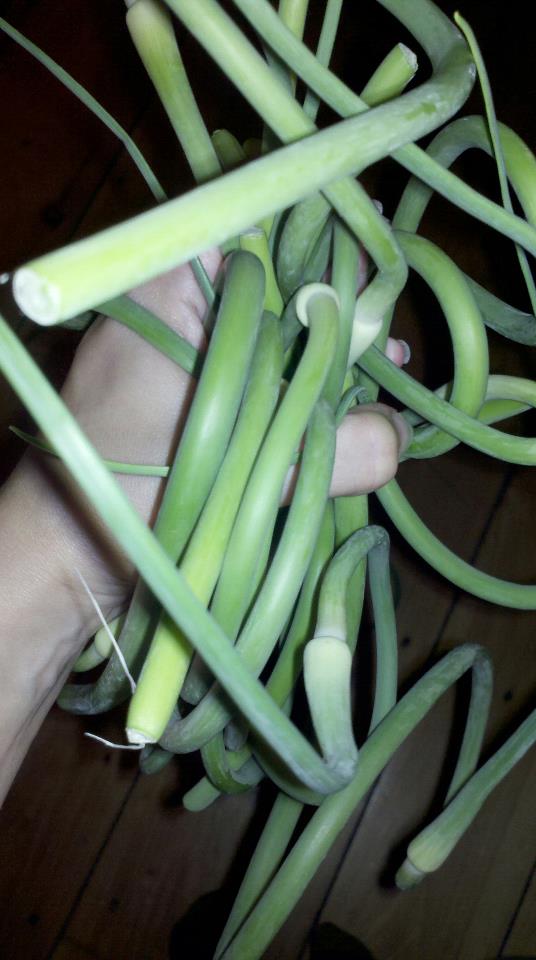 ramblingstump Garlic Scape Gnocchi with Mushrooms