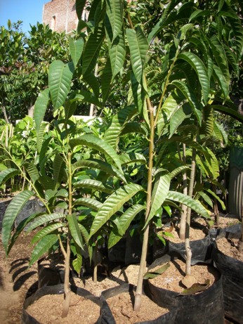 supplier bibit pohon buah jual bibit pohon buah supplier bibit pohon buah jual bibit pohon buah