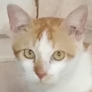 Otimot