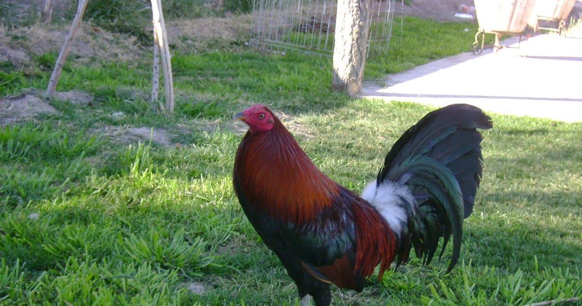 Red Gallos Historia de los Hatch