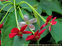 Quisqualis indica