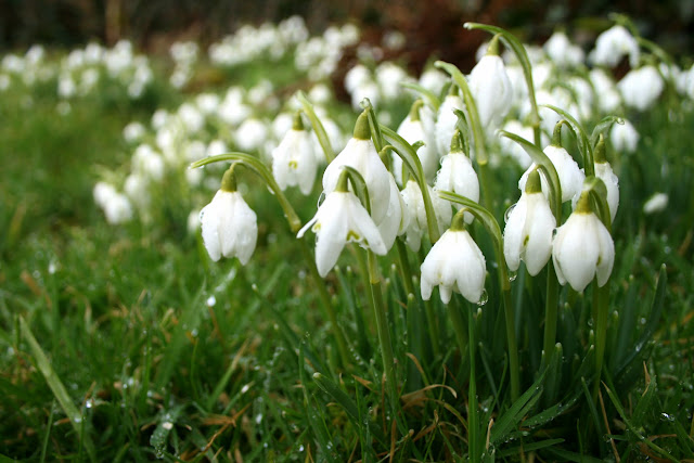 Snowdrops in Cumbria Whinlatter Pass, Wildplay & Keswick (C2C Day 2)