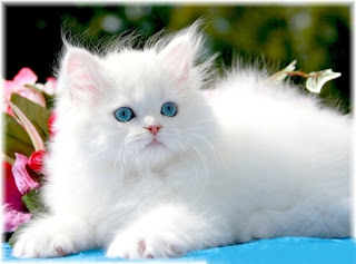 persian-breed-cat-best-pets persian cat pets breed kitten infomation photo