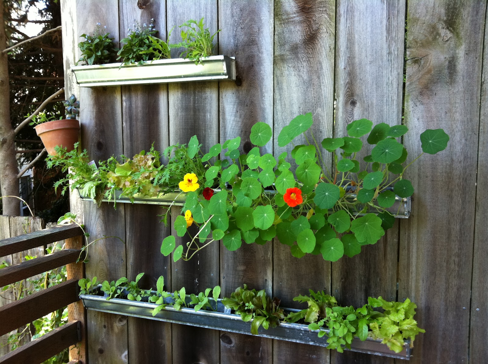 Gutter gardens Gardening Forums