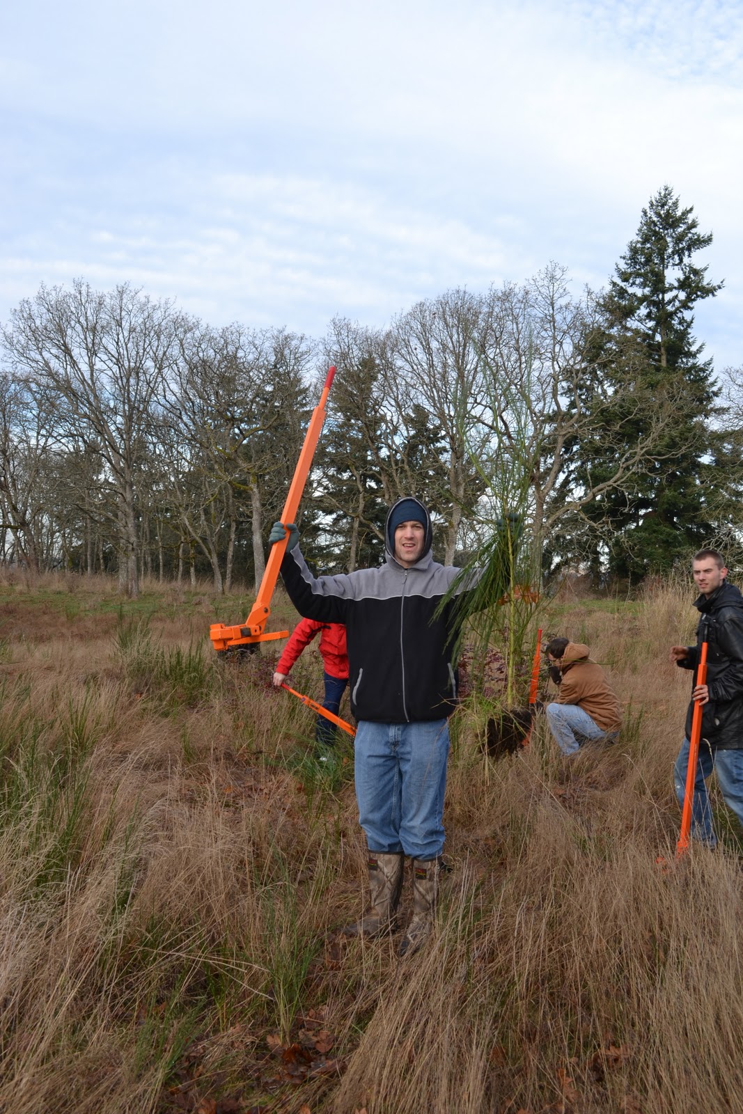 Photography How to get rid of Scotch Broom (Cytisus scoparius).