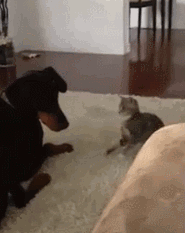 Funny animal gifs - part 105 (10 gifs), tiny kitten takes on big doberman