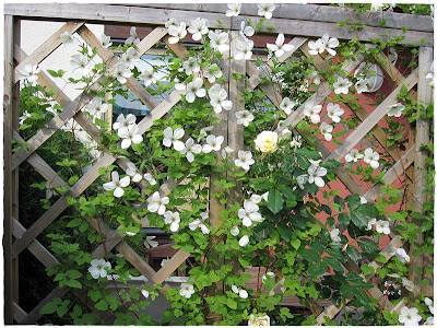 clematis maria cornelia