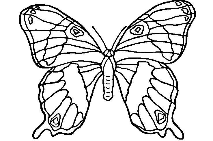 Ausmalbilder Schmetterling Zum Ausdrucken