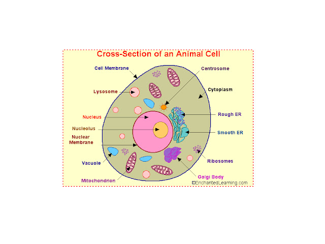 Biology: CELLS: THE BASIC UNITS OF LIFE
