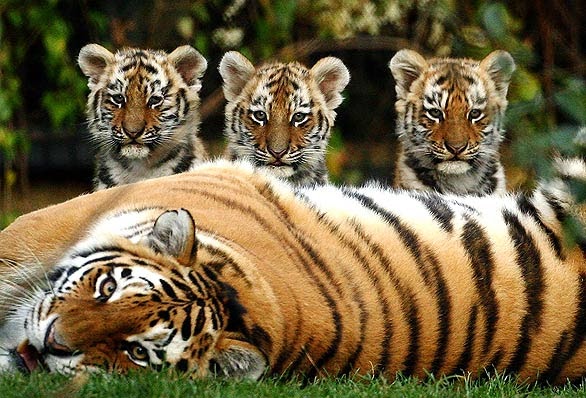 Cute tiger with child 720p HD Wallaper Cute tiger with child 720p HD Wallaper