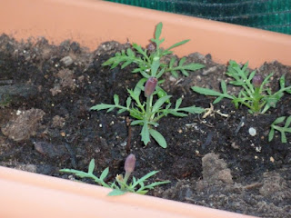 Jardinagem Jardinagem