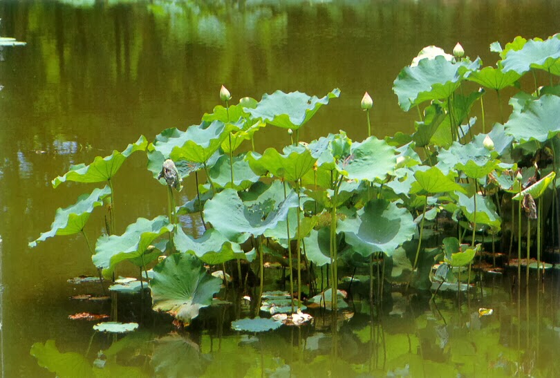 How to Grow Water Lotus