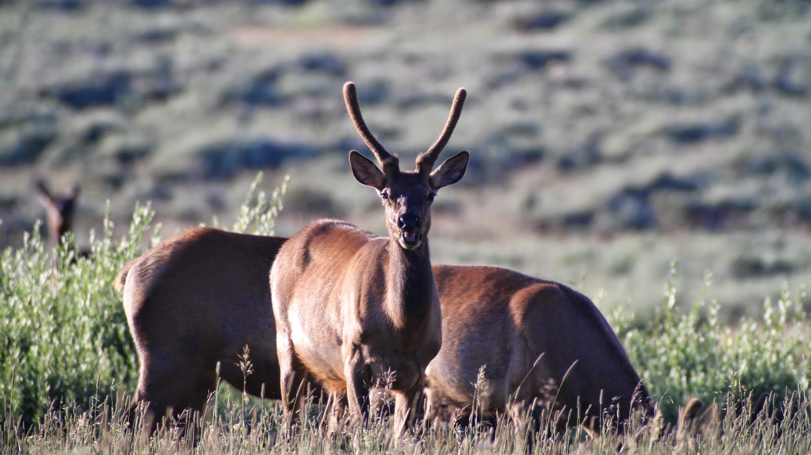 Jackson+Hole+Wyoming+Elk+Photos+in+near+Teton+National+Park+with+Jay+Scott+Outdoors+7.JPG