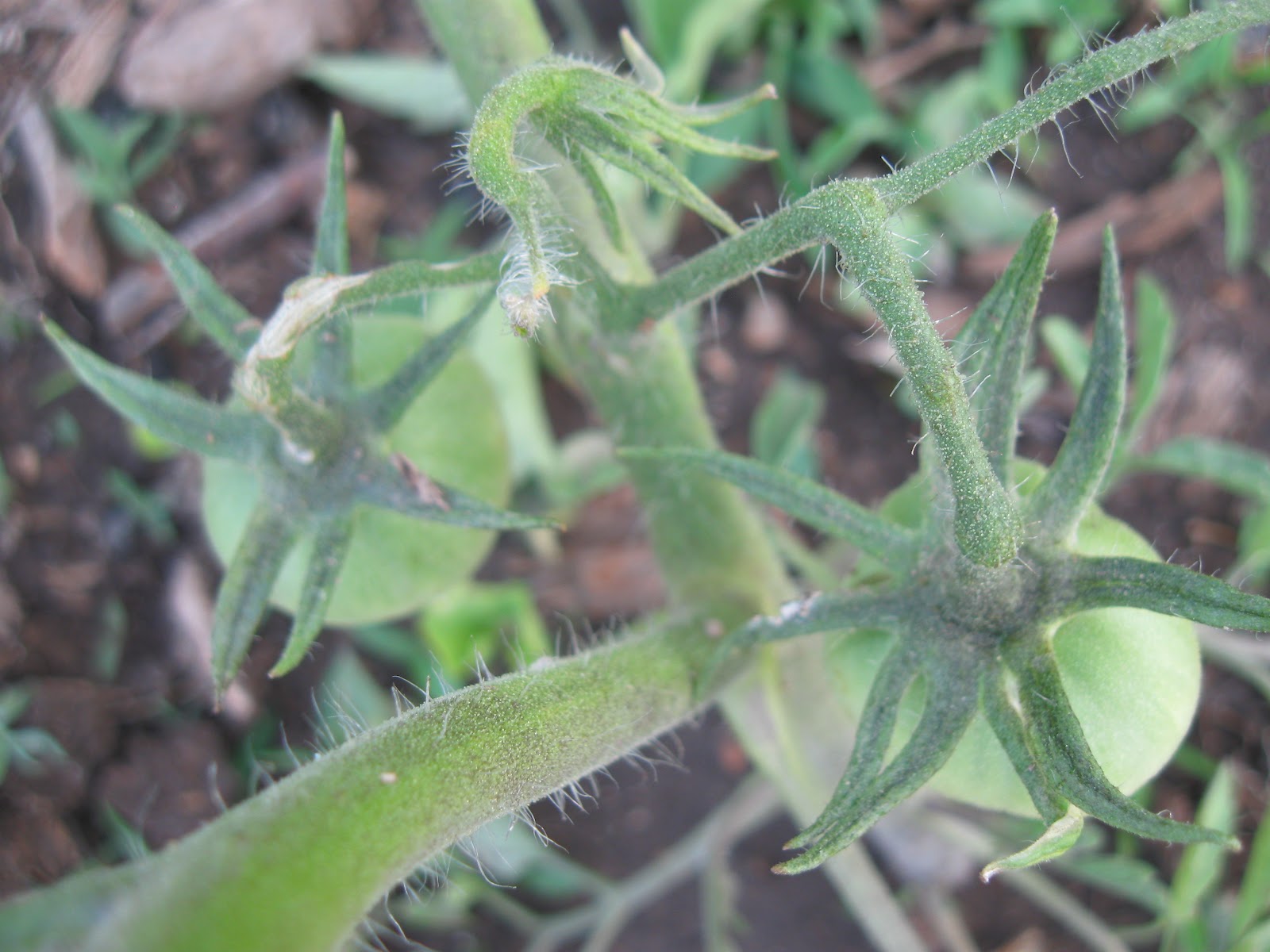 Kentucky Fried Garden Pollinating Open Pollinated Heirloom Tomato Plants