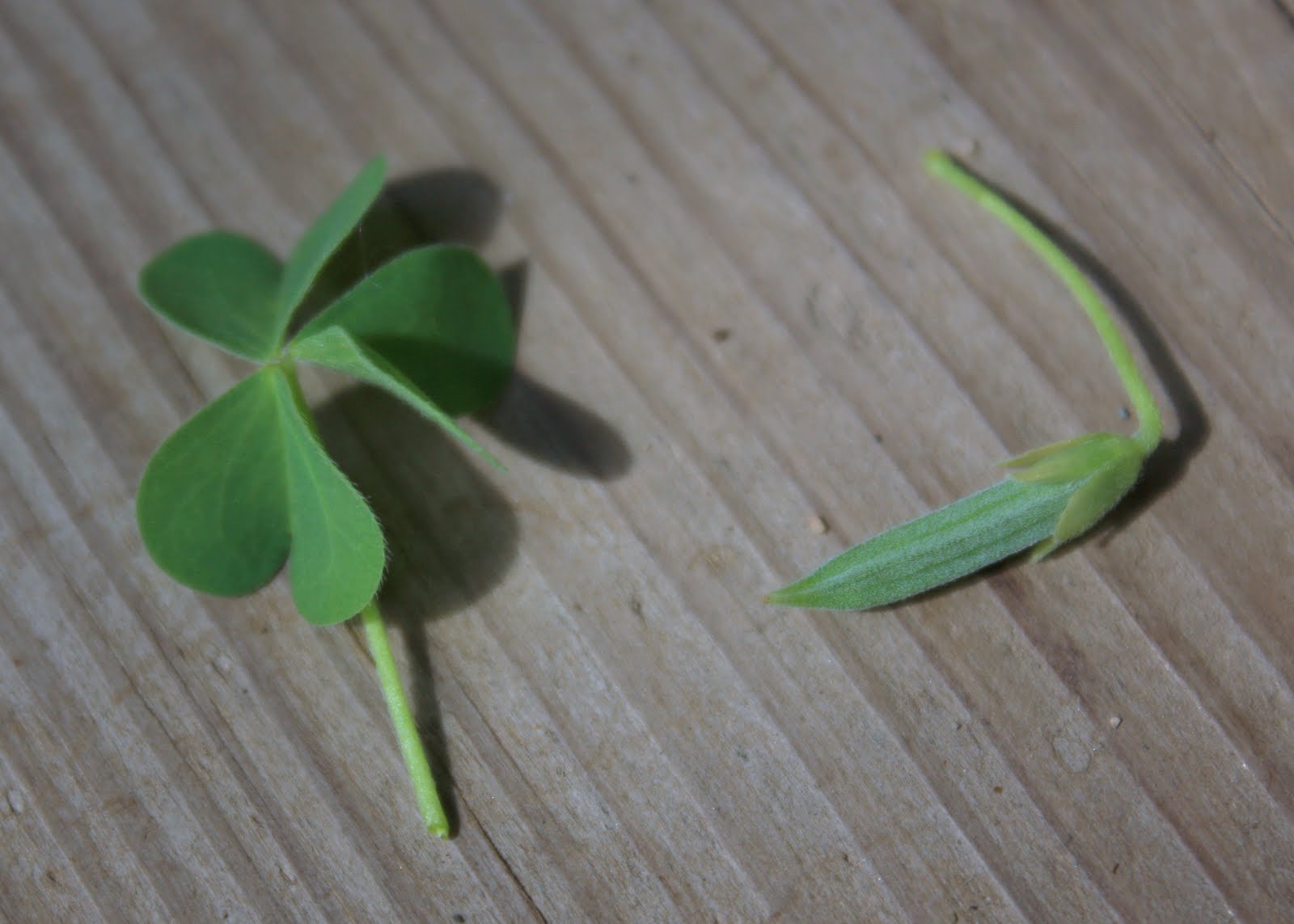lil fish studios Pineapple Weed and Yellow Sorrel jelly