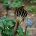 Arisaema, Jack in the Pulpit