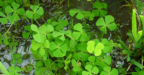 Sejarah Biologi Klasifikasi Tanaman Paku Semanggi