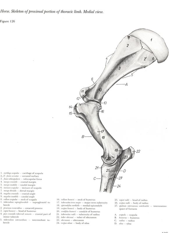 Featured image of post Atlas De Anatomia Veterinaria Pdf on jan 1 2013 isabel cristina pires and others published atlas de anatomia patol gica veterin ria