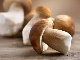 seed feed mushrooms