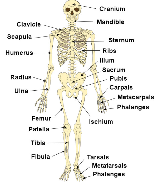 Science Inspiration: The Human Skeleton System
