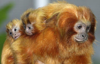 lion golden monkey tamarin tamarins animals brazil facts brazilian cute they their mico dourado leao