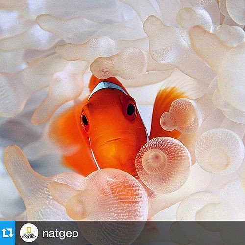 Instagram natgeo