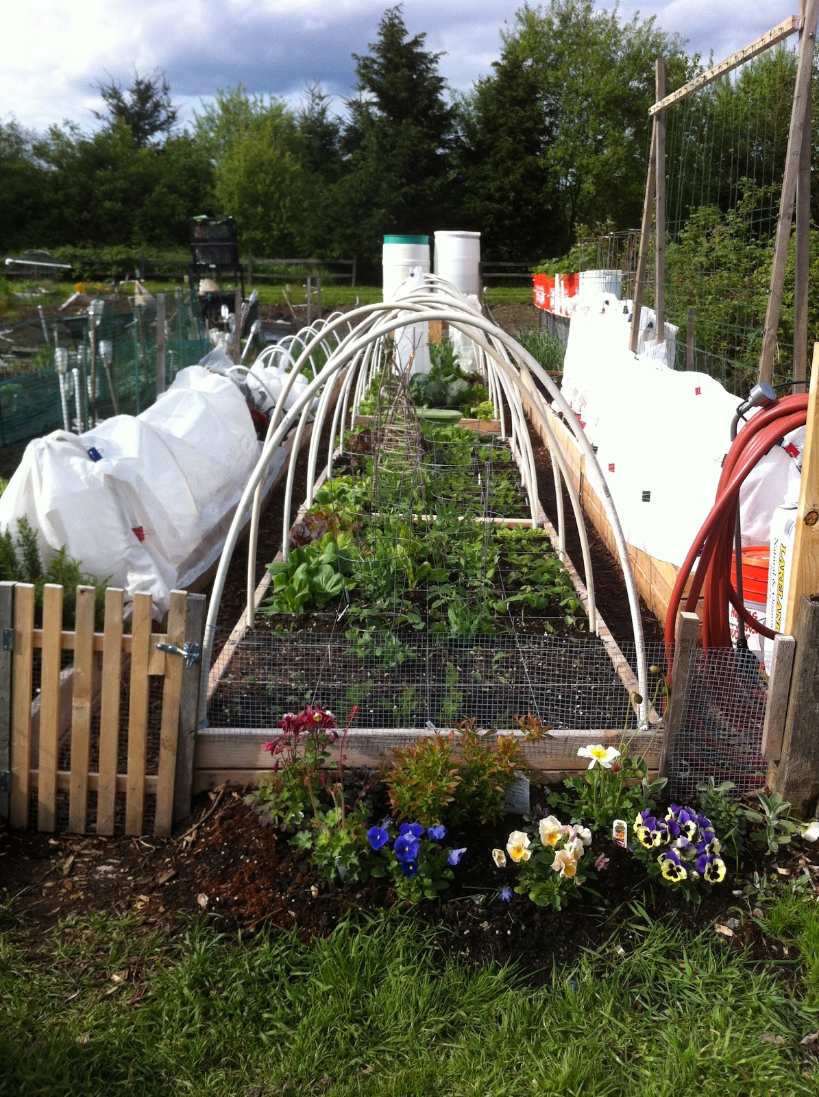 Gravity Fed Drip Irrigation Installation Step 2 Pea Patch B21 & E8