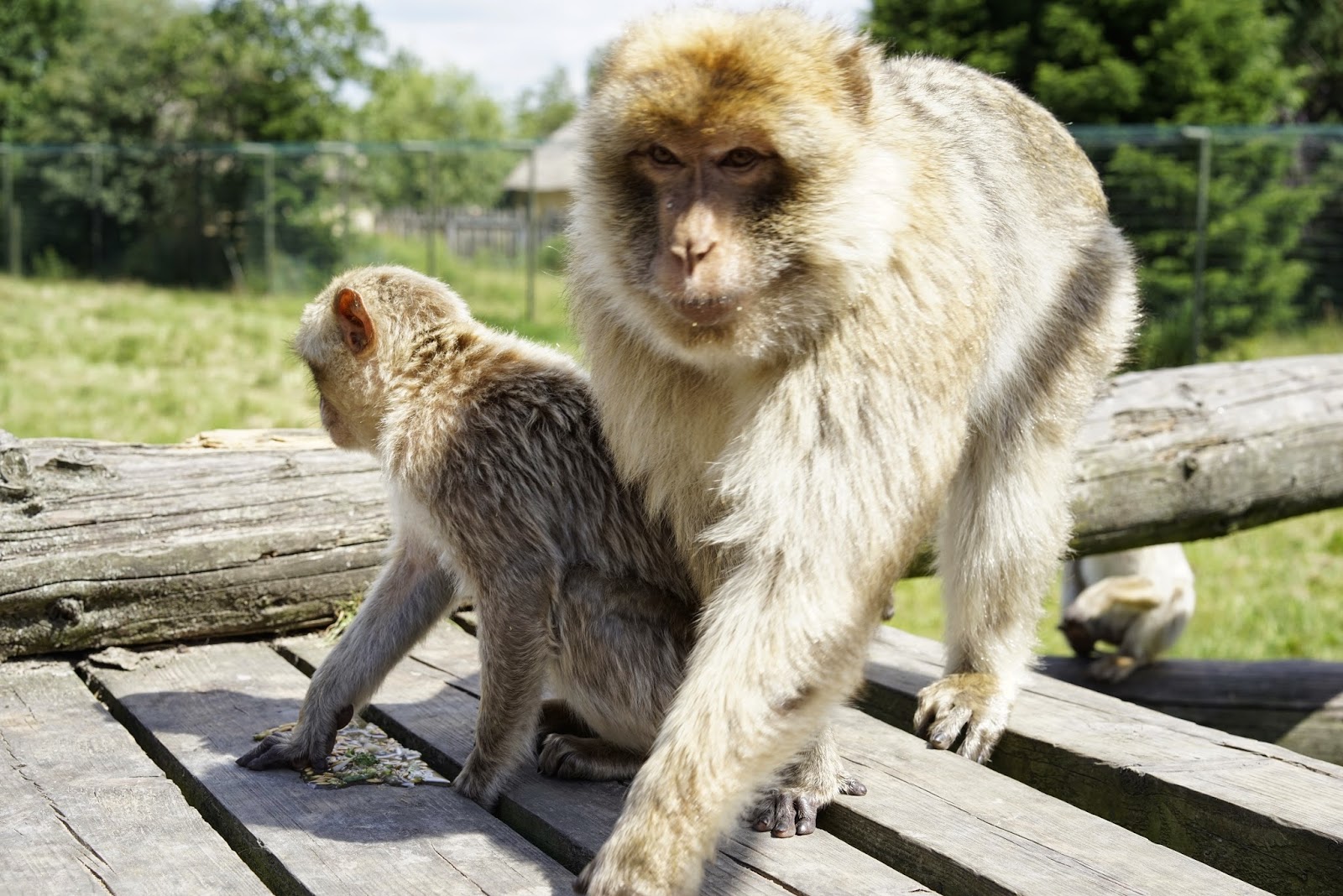 Richard Bjerkoe - Robust Dad - Givskudd Zoo Crazy Monkey