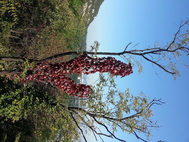 Red fall leaves