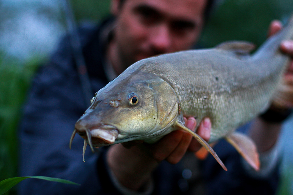 Fishing In Croatia (and in the neighbourhood) Big barbel spin fishing